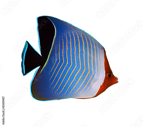 Hooded butterflyfish isolated on white background.