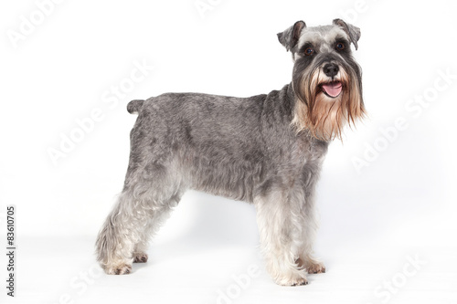 Perro Schnauzer posando de pie en estudio con fondo blanco