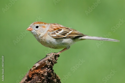 Field Sparrow (Spizella pusilla) On A Branch