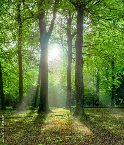 grüner Wald im Sommer mit Gegenlicht