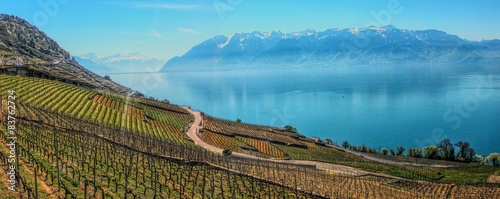 Lake Geneva and terraced vineyards of Lavaux in Swistzerland. 