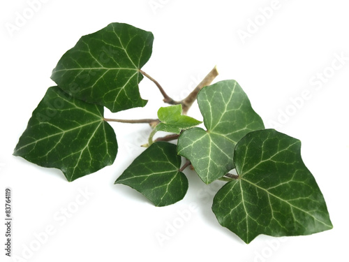 Common ivy 