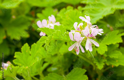  fleurs de géranium rosat pour huiles essentielles 
