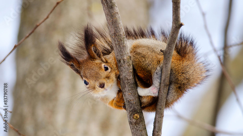 Squirrel sit on tree. Bottom view. Russian nature