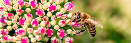 blume,,biene, frühling, sommer, blüte, bienen, honig