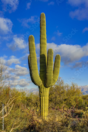 saguaro a.k.a "the finger" at saguaro national park