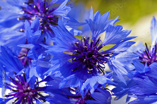 cornflower 