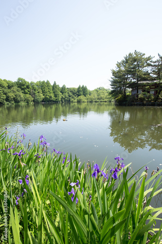 石神井公園に咲く水仙