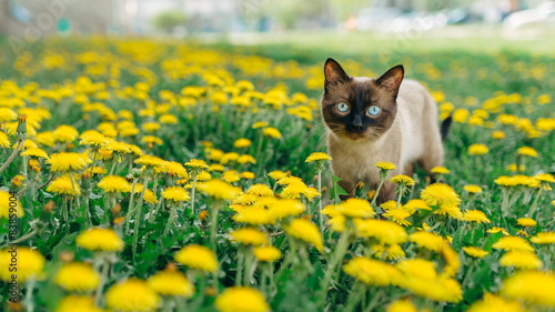 cat dandelion