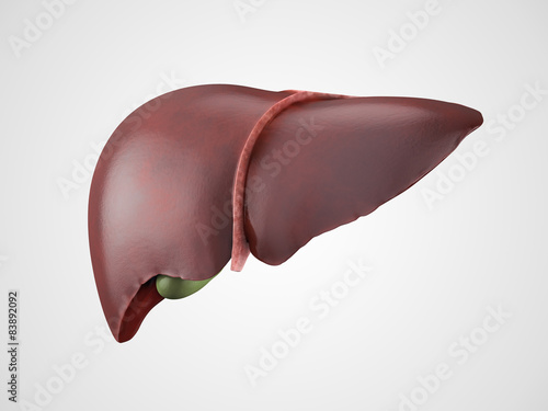 Realistic human liver illustration