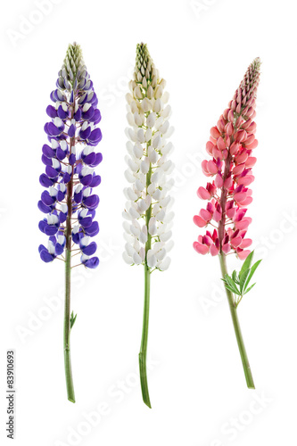 Colorful flowers - Lupine, on white background.