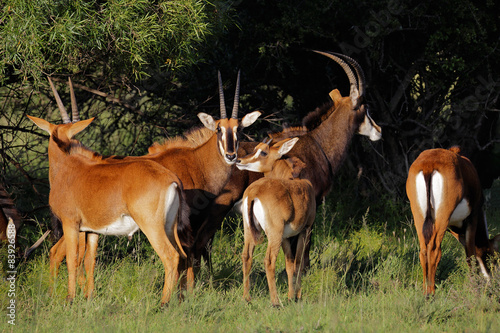 A family group of sable antelopes in natural habitat