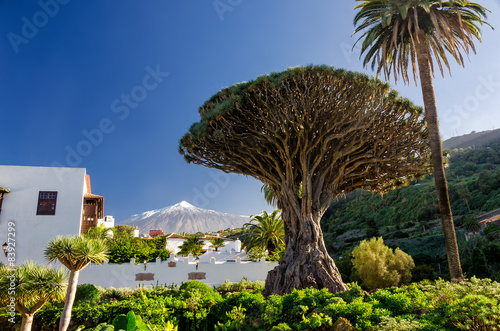 Drachenbaum und Teide auf Teneriffa