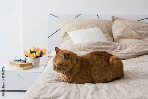 cat sleeping on a bed