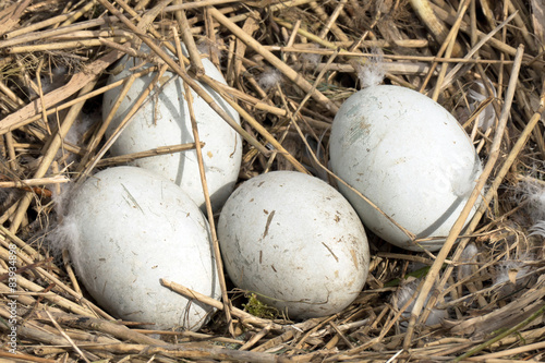 Swans eggs in a nest.