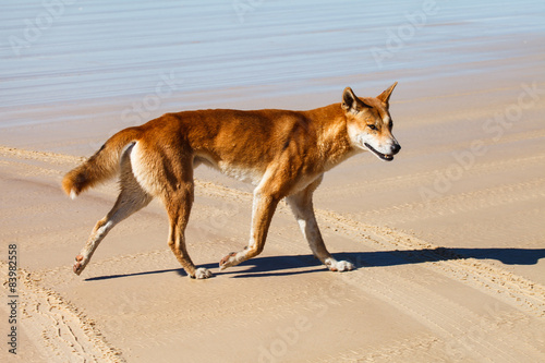 dingo in fraser Island australia