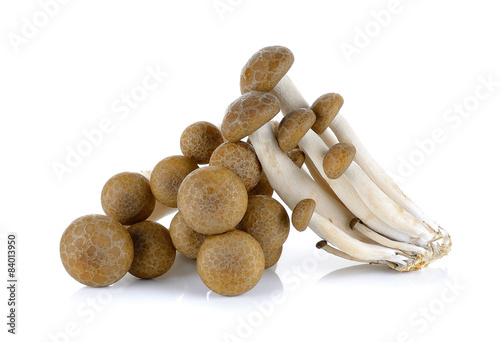 brown beech mushroom isolated on the white background