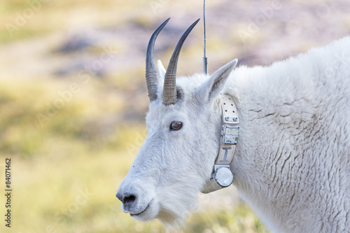 Mountain Goat with a Radio tracking Collar