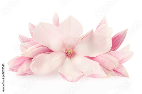 Magnolia, pink spring flowers and buds on white, clipping path