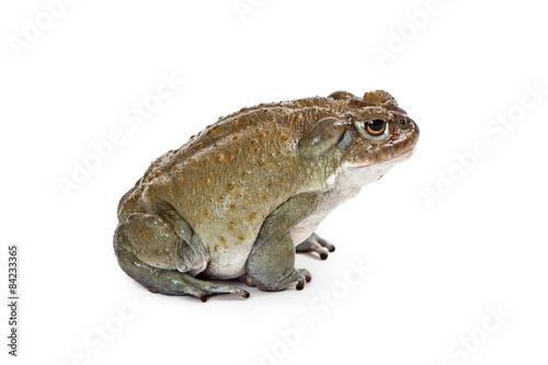 Profile of a Sonoran Desert Toad