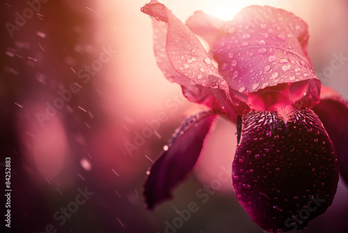 purple iris flower under rain
