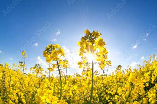 sunshine on yellow rapeseed oil flower field