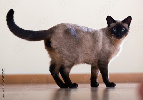Standing adult Siamese cat