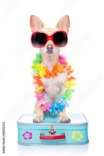 dog summer holidays