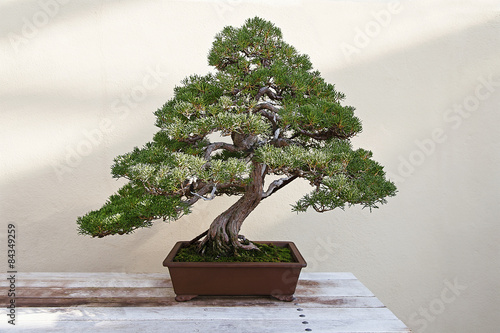 Beautiful pine tree bonsai