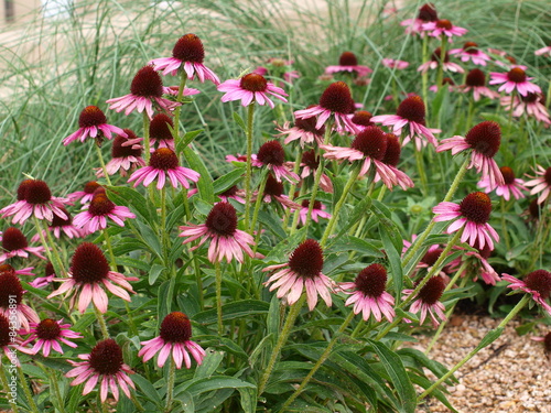 Rudbechia hirta