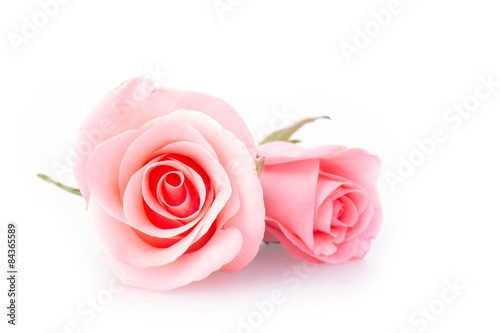 pink rose flower on white background