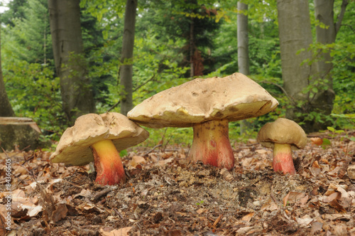 Boletus calopus, known as bitter beech bolete