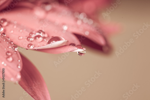 Water drop on flower