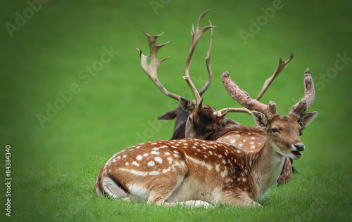 dears on habitat