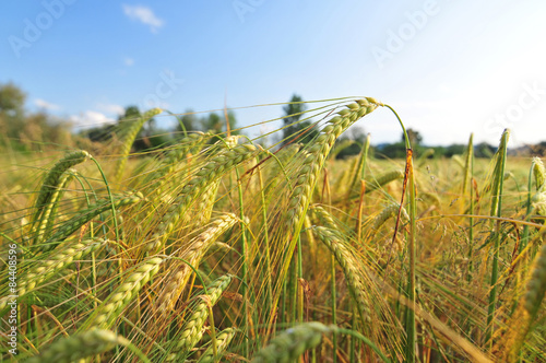 Field of barley