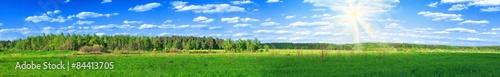 summer forest panoramic