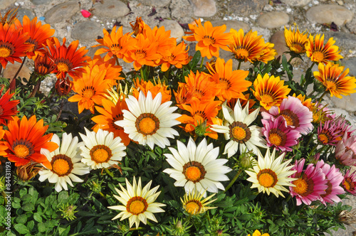 Orange Gazania flower