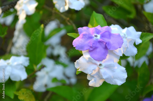 Yesterday today and tomorrow flower, Brunfelsia pauciflora, Central of Thailand