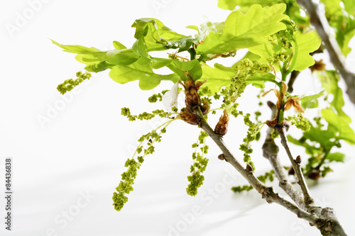 Eichenpollen (Quercus) , Pollen, Blätter, Zweig, Allergie, Symbolbild