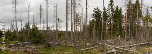 zerstörter Wald im Harz