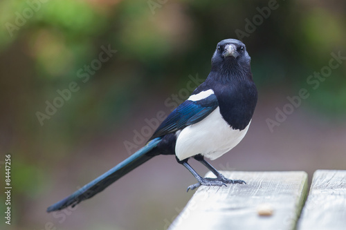 European Magpie (pica pica)