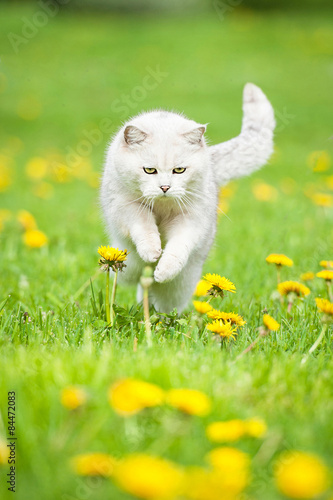 White british shorthair cat playing on the lawn with dandelions