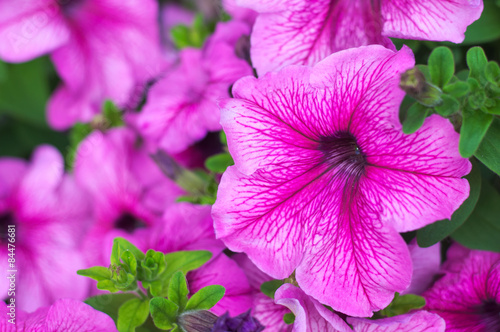 petunia pink