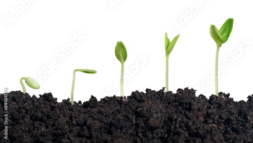 Plant, dirt, soil.