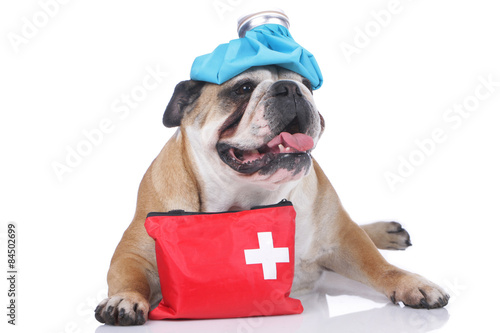 English bulldog with emergency kit