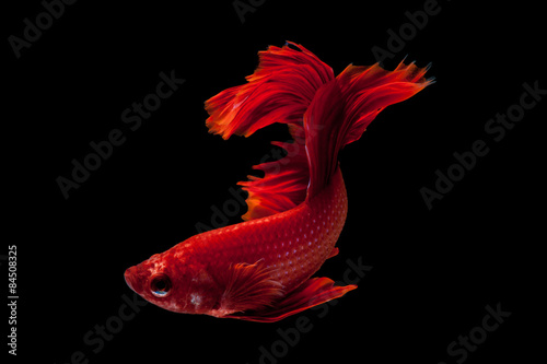 Red siamese fighting fish