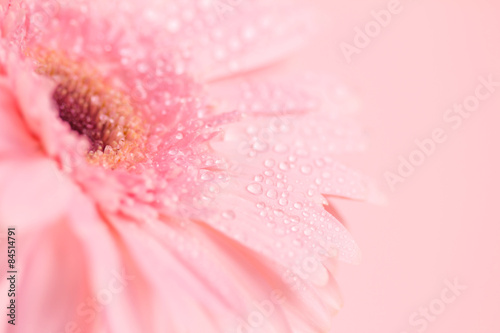 Close up and selective focus of sweet pink Gerbera flower 