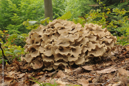 Polyporus umbellatus, also called Lumpy Bracket and Umbrella Polypore