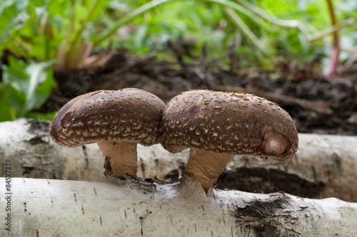 Fresh Shiitake mushrooms growing on birch trunk.