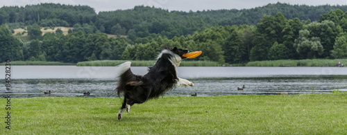 Pies + frisbe.